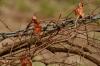 <img100*0:stuff/z/73640/chain%2520reference/i1262973071_9.jpg>
