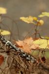<img100*0:stuff/z/73640/chain%2520reference/i1262973072_18.jpg>
