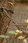 <img100*0:stuff/z/73640/chain%2520reference/i1262973072_19.jpg>
