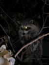 <img100*0:stuff/z/73640/coon%2520reference/i1264122300_1.jpg>