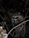 <img100*0:stuff/z/73640/coon%2520reference/i1264122300_2.jpg>