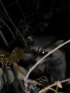 <img100*0:stuff/z/73640/coon%2520reference/i1264122300_3.jpg>