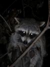 <img100*0:stuff/z/73640/coon%2520reference/i1264122301_10.jpg>