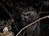 <img100*0:stuff/z/73640/coon%2520reference/i1264122301_4.jpg>
