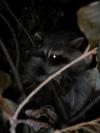 <img100*0:stuff/z/73640/coon%2520reference/i1264122301_5.jpg>