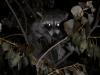 <img100*0:stuff/z/73640/coon%2520reference/i1264122301_6.jpg>