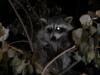 <img100*0:stuff/z/73640/coon%2520reference/i1264122301_7.jpg>