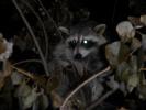 Coon Reference