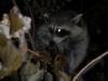 <img100*0:stuff/z/73640/coon%2520reference/i1264122301_8.jpg>