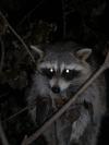 <img100*0:stuff/z/73640/coon%2520reference/i1264122301_9.jpg>