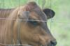 <img100*0:stuff/z/73640/cow%2520reference.2/i1265077233_1.jpg>