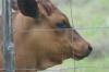 <img100*0:stuff/z/73640/cow%2520reference.2/i1265077233_2.jpg>