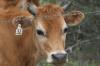 <img100*0:stuff/z/73640/cow%2520reference.2/i1265077233_3.jpg>