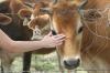 <img100*0:stuff/z/73640/cow%2520reference.2/i1265077233_4.jpg>