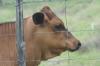 <img100*0:stuff/z/73640/cow%2520reference.2/i1265077233_5.jpg>