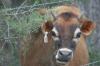 <img100*0:stuff/z/73640/cow%2520reference.2/i1265077233_6.jpg>