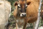 Cow Reference.2