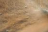 <img100*0:stuff/z/73640/cow%2520reference.2/i1265077234_11.jpg>