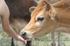 <img100*0:stuff/z/73640/cow%2520reference.2/i1265077234_12.jpg>