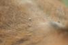 <img100*0:stuff/z/73640/cow%2520reference.2/i1265077234_13.jpg>