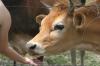 <img100*0:stuff/z/73640/cow%2520reference.2/i1265077234_14.jpg>