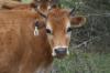<img100*0:stuff/z/73640/cow%2520reference.2/i1265077234_15.jpg>