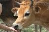 <img100*0:stuff/z/73640/cow%2520reference.2/i1265077234_16.jpg>