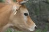 <img100*0:stuff/z/73640/cow%2520reference.2/i1265077234_17.jpg>