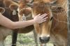 <img100*0:stuff/z/73640/cow%2520reference.2/i1265077234_7.jpg>