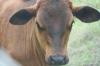 <img100*0:stuff/z/73640/cow%2520reference.2/i1265077234_8.jpg>