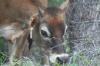 <img100*0:stuff/z/73640/cow%2520reference.2/i1265077234_9.jpg>