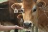 <img100*0:stuff/z/73640/cow%2520reference.2/i1265077235_18.jpg>