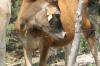 <img100*0:stuff/z/73640/cow%2520reference.2/i1265077612_1.jpg>