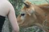 <img100*0:stuff/z/73640/cow%2520reference.2/i1265077613_10.jpg>