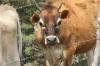 <img100*0:stuff/z/73640/cow%2520reference.2/i1265077613_11.jpg>