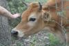 <img100*0:stuff/z/73640/cow%2520reference.2/i1265077613_12.jpg>