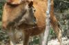 <img100*0:stuff/z/73640/cow%2520reference.2/i1265077613_2.jpg>