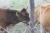 <img100*0:stuff/z/73640/cow%2520reference.2/i1265077613_3.jpg>