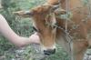 <img100*0:stuff/z/73640/cow%2520reference.2/i1265077613_4.jpg>