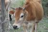 <img100*0:stuff/z/73640/cow%2520reference.2/i1265077613_6.jpg>