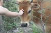 <img100*0:stuff/z/73640/cow%2520reference.2/i1265077613_7.jpg>