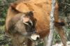 <img100*0:stuff/z/73640/cow%2520reference.2/i1265077613_8.jpg>