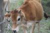 <img100*0:stuff/z/73640/cow%2520reference.2/i1265077613_9.jpg>