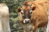 <img100*0:stuff/z/73640/cow%2520reference.2/i1265077614_13.jpg>