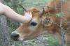 <img100*0:stuff/z/73640/cow%2520reference.2/i1265077614_14.jpg>