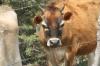 <img100*0:stuff/z/73640/cow%2520reference.2/i1265077614_15.jpg>