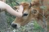 <img100*0:stuff/z/73640/cow%2520reference.2/i1265077614_16.jpg>