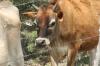 <img100*0:stuff/z/73640/cow%2520reference.2/i1265077614_17.jpg>