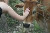 <img100*0:stuff/z/73640/cow%2520reference.2/i1265077614_18.jpg>