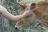 <img100*0:stuff/z/73640/cow%2520reference.2/i1265077991_1.jpg>